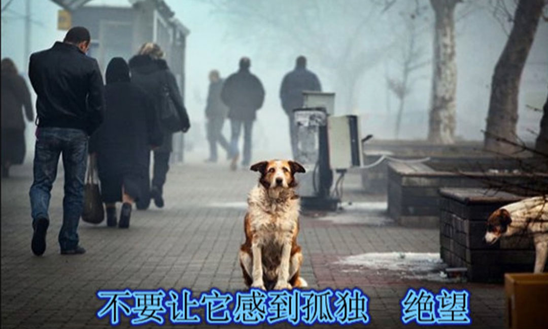 安徽爱影圈微博微信转发案例